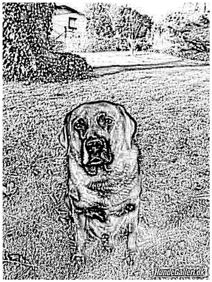 Tegninger :-) - Blackie :-) billede 47