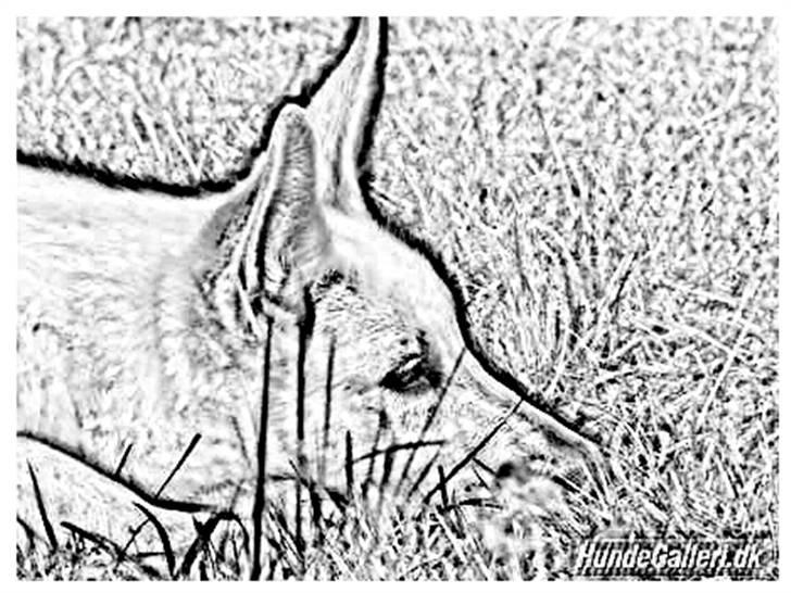 Tegninger :-) - Buffy billede 50