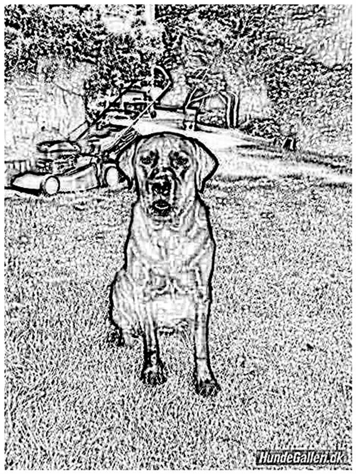 Tegninger :-) - Lotus billede 53