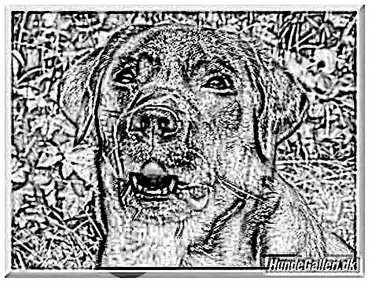 Tegninger :-) - Lotus billede 54