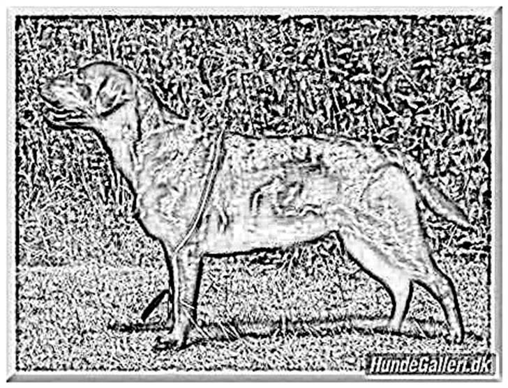 Tegninger :-) - Lotus billede 55