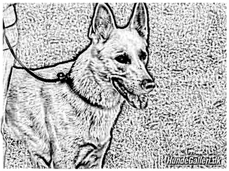 Tegninger :-) - Tyson billede 56