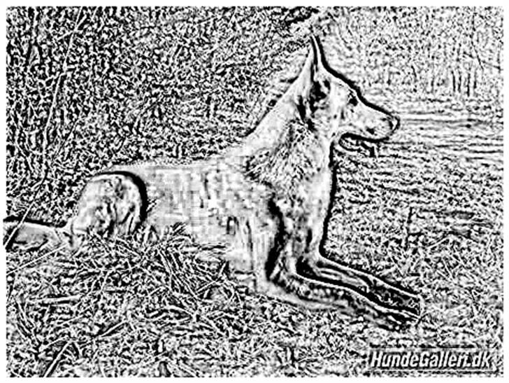 Tegninger :-) - Tyson billede 57