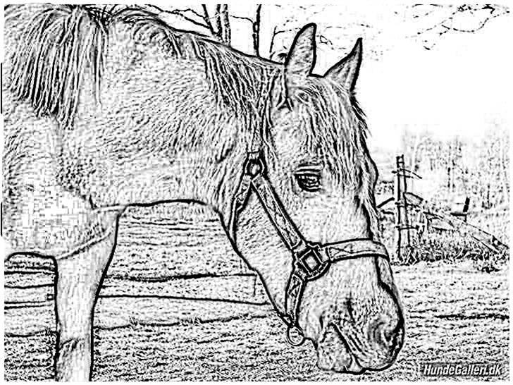 Tegninger :-) - Arki's mor's nuttede hyp-hest :-) billede 59