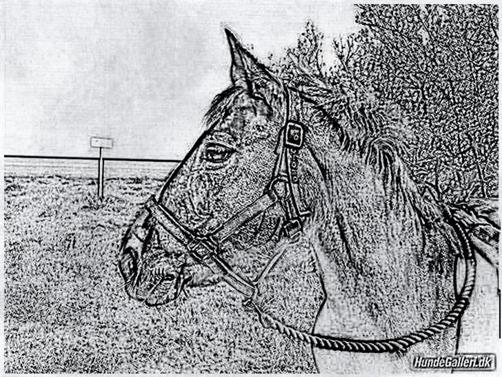 Tegninger :-) - Hest :-) Kender desværre ikk lige navnet :-) billede 60