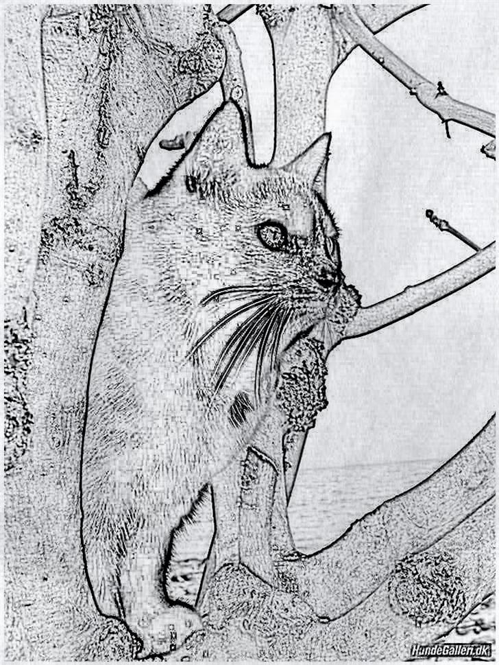 Tegninger :-) - Nala-piin.. hold op hun er en besværlig lille foto-kat :-P billede 65