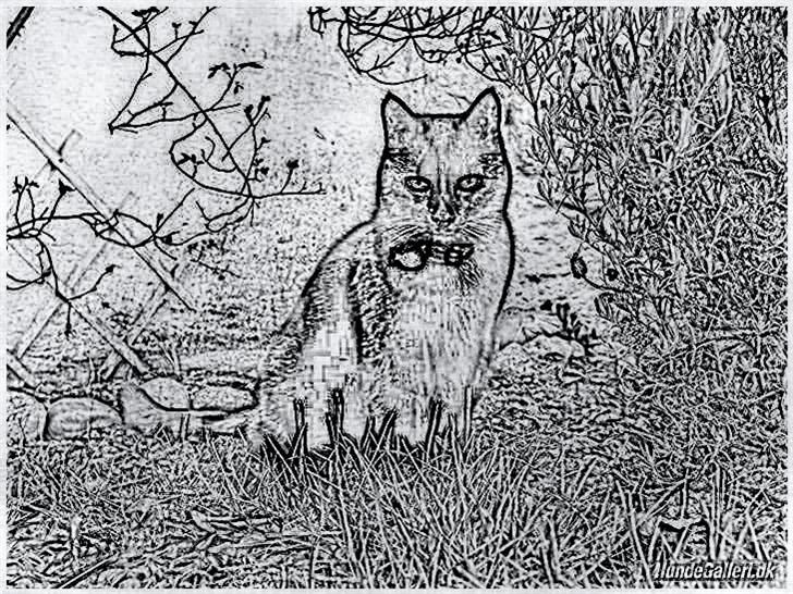 Tegninger :-) - Nala billede 68