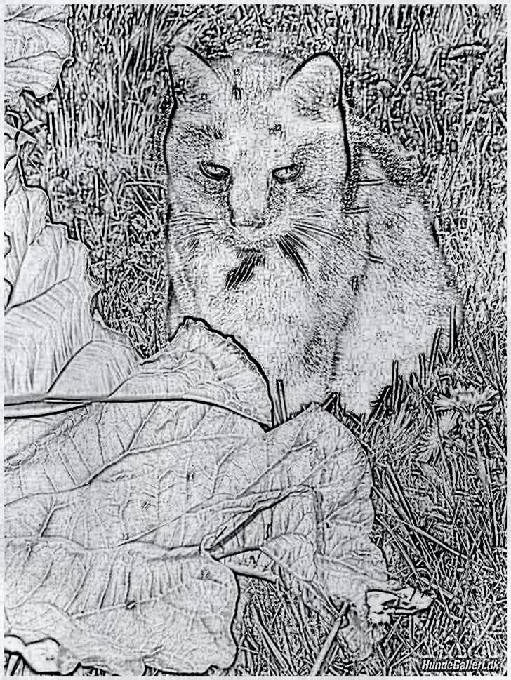 Tegninger :-) - Nala billede 70