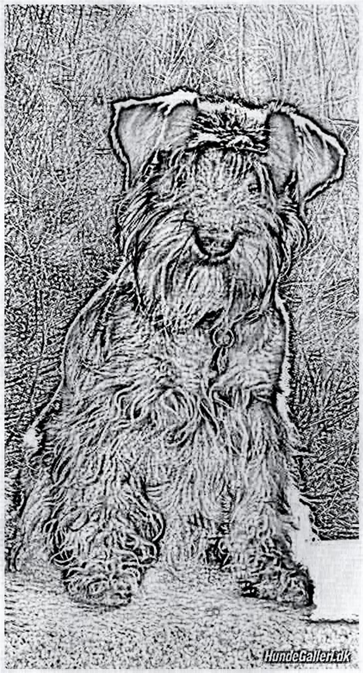 Tegninger :-) - Sallie-piin... Denne her race var svær at lave, grundet håret i øjnene. Meen.. gjorde mit bedste :-) billede 71