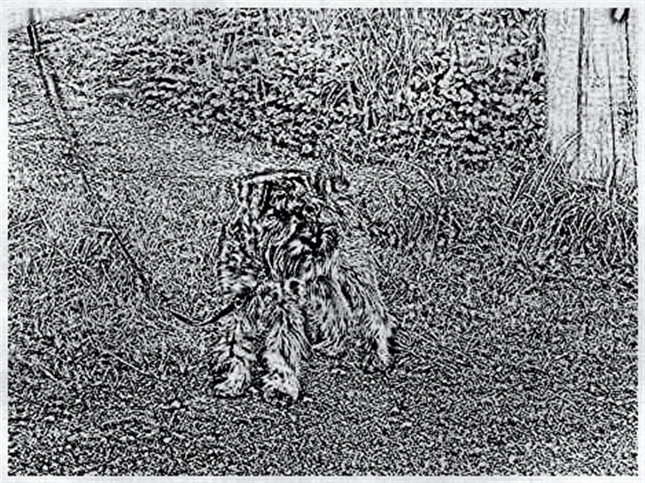 Tegninger :-) - Sallie billede 73