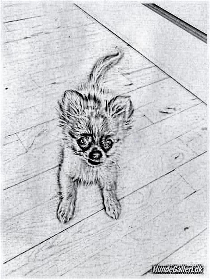 Tegninger :-) - Lilo :-) billede 81