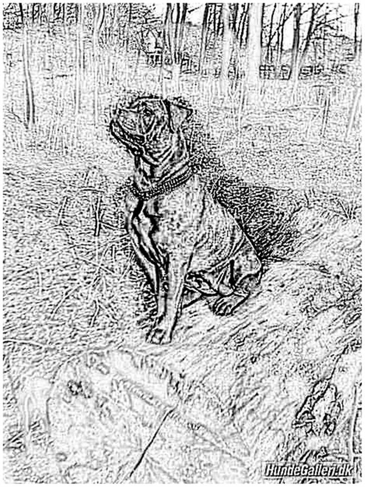 Tegninger :-) - Dixie :-) billede 89