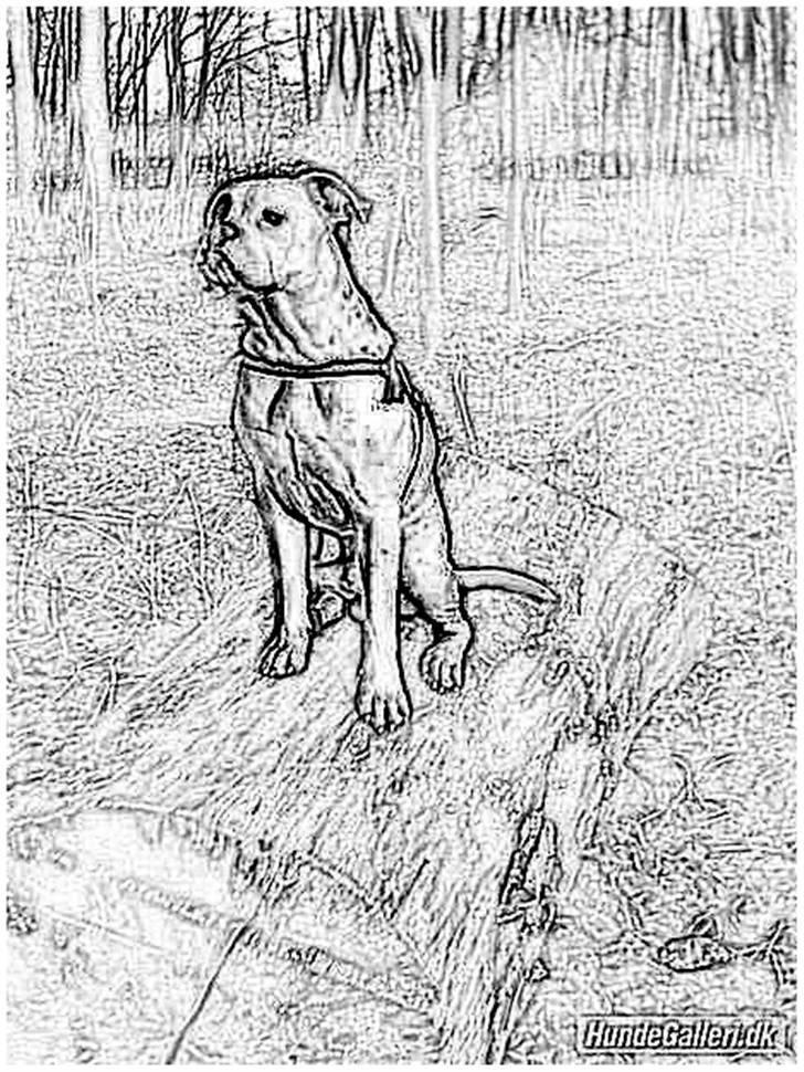 Tegninger :-) - Klunte billede 100