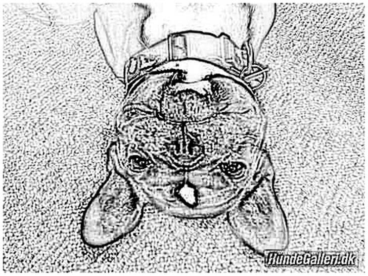 Tegninger :-) - Bobo :-) billede 102