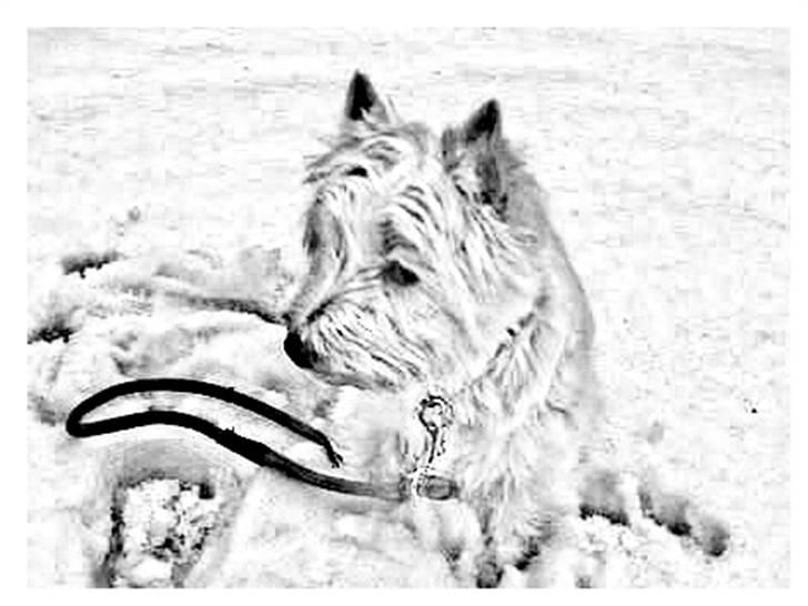 Tegninger :-) - Mille billede 103