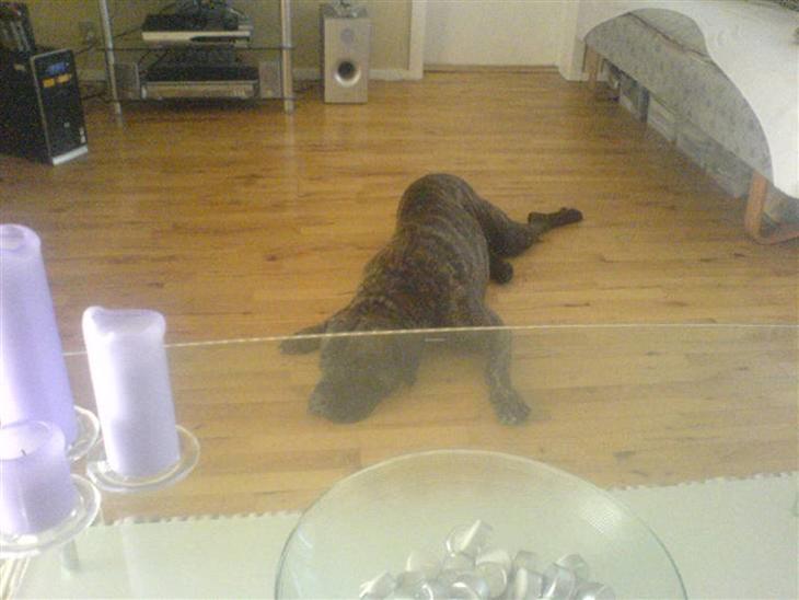 Miin Smukke Arto <3<3 - Arto er bare rigtig træt <3 den lille hund (han er en stor hund) billede 0