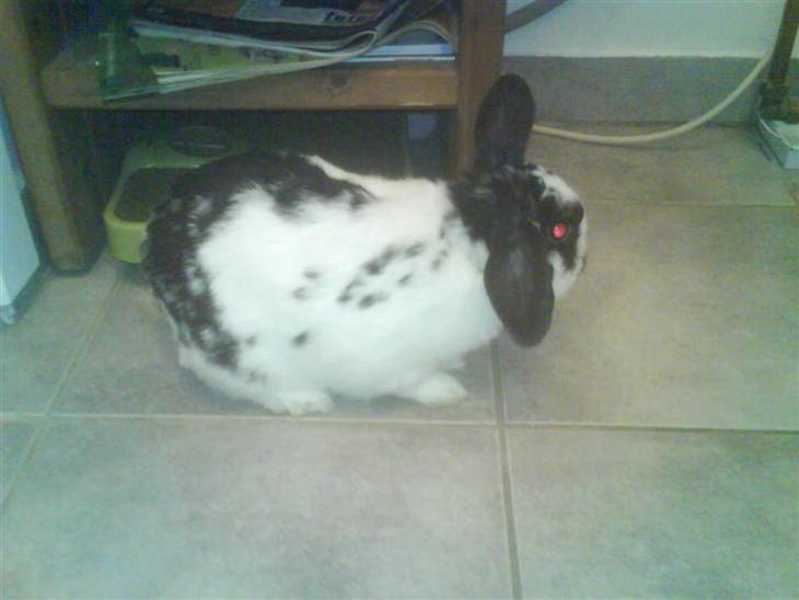 {{currentPhoto.altText}} billede {{currentPhoto.number}}