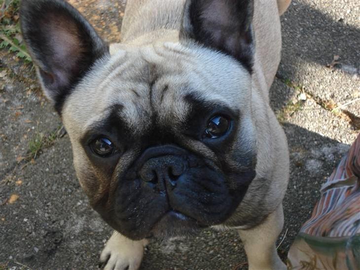 {{currentPhoto.altText}} billede {{currentPhoto.number}}