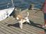 Beagle gåtur på Egholm d. 8. juni 2008 - Venter på Egholm færgen kommer ...