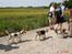 Beagle gåtur på Egholm d. 8. juni 2008 - Vi gik og vi gik ! :)