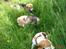 Beagle gåtur på Egholm d. 8. juni 2008 - Vi holdte lige en lille pause, på gåturen, hvor hundene kunne få noget vand. ! for der var Varmt ! (Mads nederst på billedet)