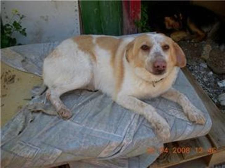 {{currentPhoto.altText}} billede {{currentPhoto.number}}