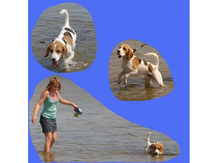 Beagle gåtur på Egholm d. 8. juni 2008 - Så har jeg lige sat lidt billeder sammen, hvor Mads og jeg, er ude at bade :p billede 0