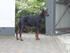 Familiens hunde