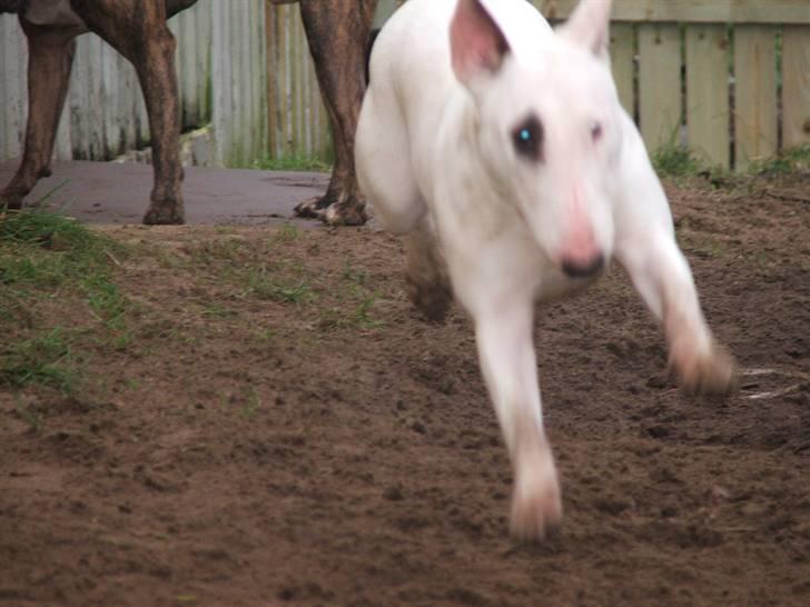 "Grimme" hunde... Eller Sjove om du vil...  - Jeg kan flyyyyyve... billede 9