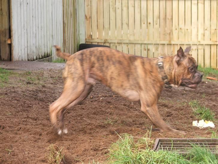 "Grimme" hunde... Eller Sjove om du vil...  - Baloo kan også flyyyyvvveee... billede 11