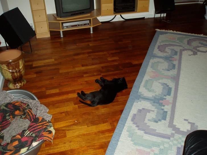 Armani andre billeder af ham <'3 - Ohh det var altså hårdt billede 2