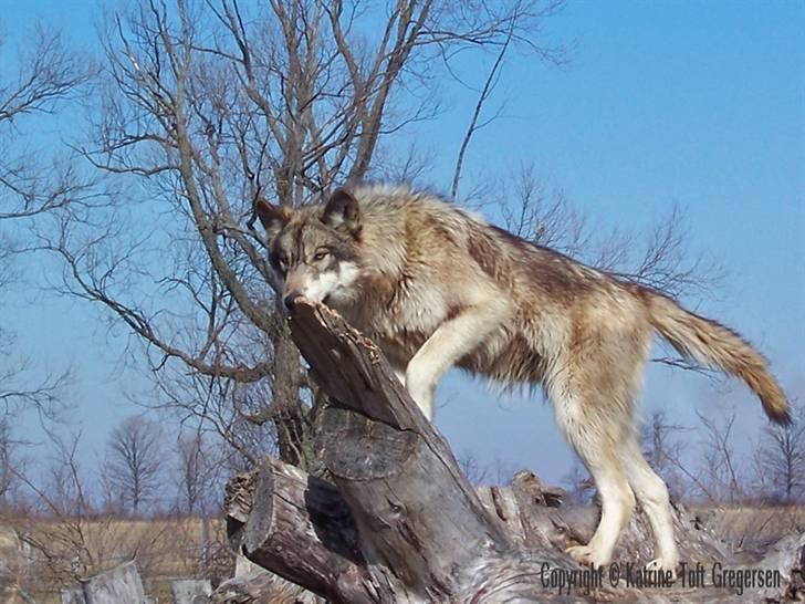 Ulve fotos, andre dyr og generelt lidt af de billeder jeg har taget... - Renki - I'm the king of the world! billede 13
