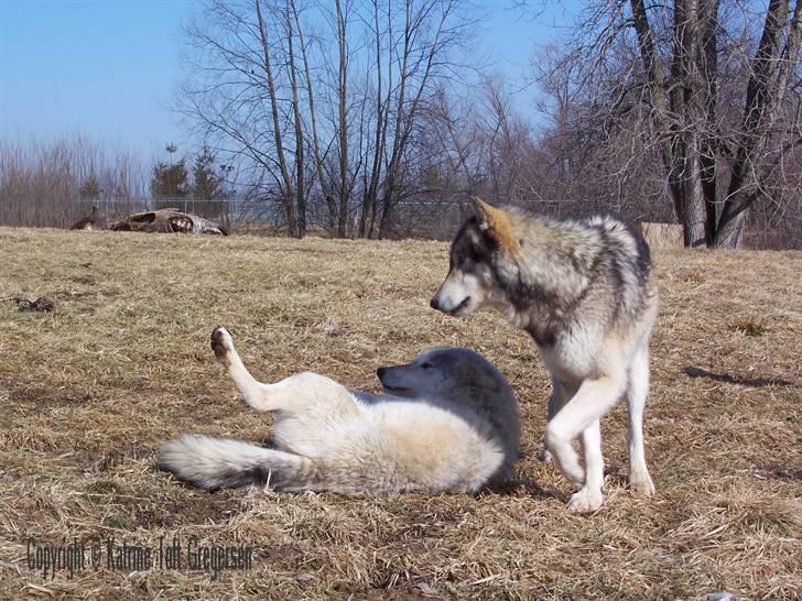 Ulve fotos, andre dyr og generelt lidt af de billeder jeg har taget... - Tristan demonstrerer lederskab overfor Chetan der viser sig underdanig, dog med en vis skepsis. billede 25