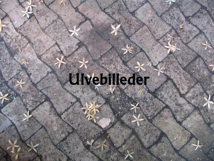 Ulve fotos, andre dyr og generelt lidt af de billeder jeg har taget... billede 1