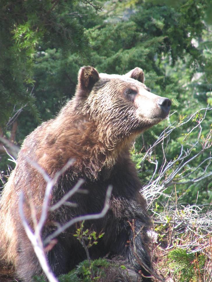 Ulve fotos, andre dyr og generelt lidt af de billeder jeg har taget... - Grizzly billede 47