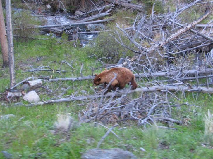Ulve fotos, andre dyr og generelt lidt af de billeder jeg har taget... - Grizzly billede 49