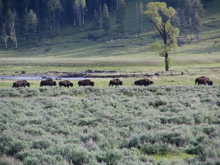 Ulve fotos, andre dyr og generelt lidt af de billeder jeg har taget... - Vilde bisonokser i Yellowstone. billede 51