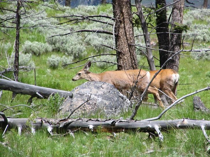 Ulve fotos, andre dyr og generelt lidt af de billeder jeg har taget... - Black tailed deer. billede 56