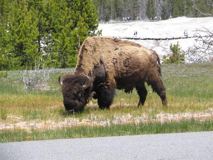 Ulve fotos, andre dyr og generelt lidt af de billeder jeg har taget... - Kæmpe bison han - Så er dk's malkekøer pludselig killinger ved siden af... billede 61