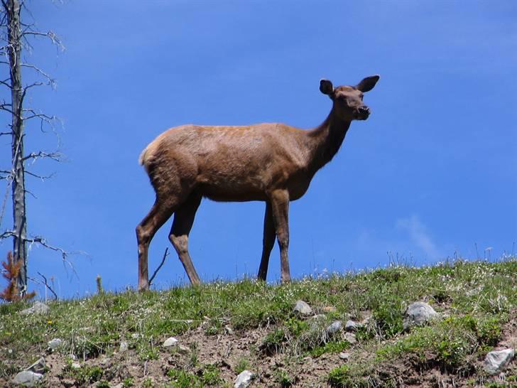 Ulve fotos, andre dyr og generelt lidt af de billeder jeg har taget... - White tailed deer. billede 62