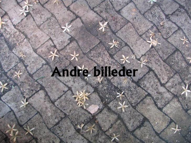 Ulve fotos, andre dyr og generelt lidt af de billeder jeg har taget... billede 64