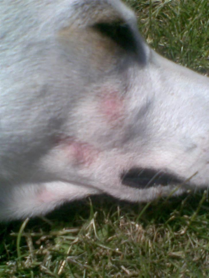 Måske Hårsækmider? billede 1