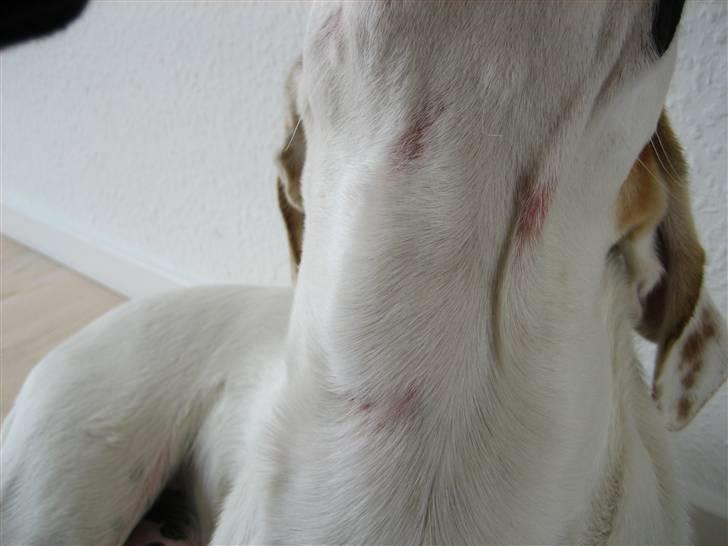 Måske Hårsækmider? billede 2