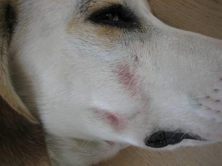 Måske Hårsækmider? billede 3