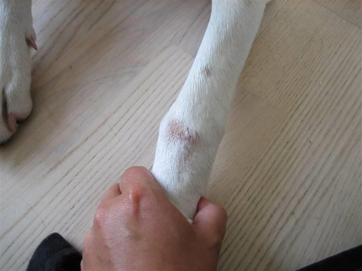 Måske Hårsækmider? billede 4