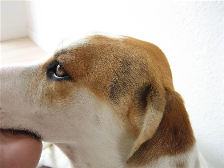 Måske Hårsækmider? billede 5