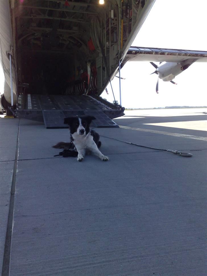 Salsa på flyvetur med Hercules fly... - Salsa bag Hercules billede 2