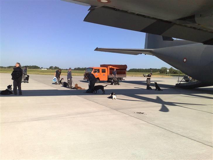 Salsa på flyvetur med Hercules fly... - Salsa venter sammen med de andre hunde og fører... billede 5