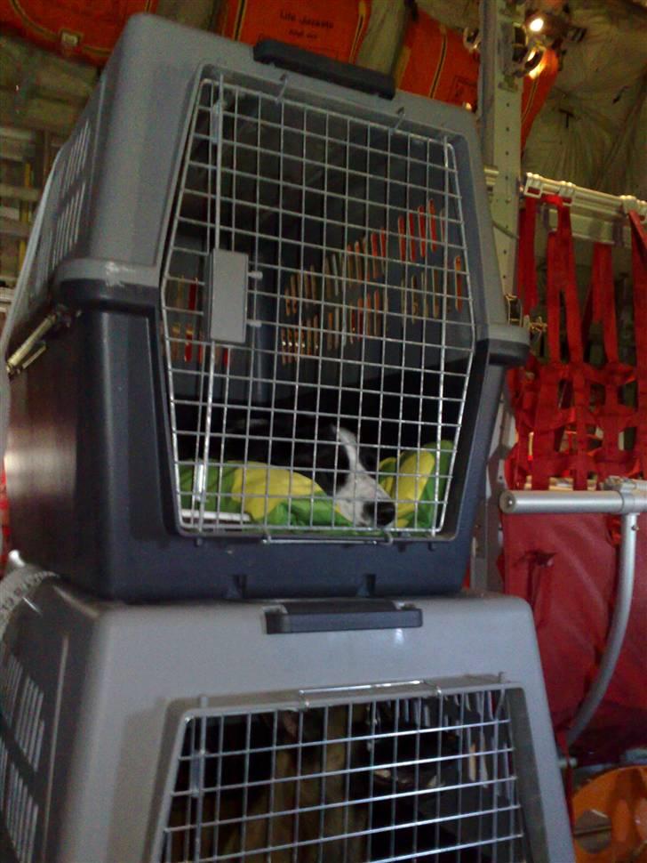 Salsa på flyvetur med Hercules fly... - Salsa sover i sin hundeboks.... billede 6