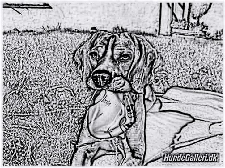 Tegninger :-) - Freja - NUTTET :-D billede 112